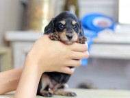 Kaninchen_Dachshund_2476