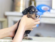 Kaninchen_Dachshund_2477