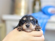 Kaninchen_Dachshund_2479 Kaninchen_Dachshund_2479