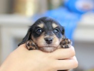 Kaninchen_Dachshund_2481