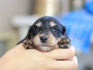 Kaninchen_Dachshund_2483 Kaninchen_Dachshund_2483