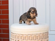 Kaninchen_Dachshund_2485 Kaninchen_Dachshund_2485