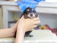 Kaninchen_Dachshund_2488