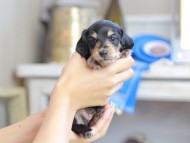 Kaninchen_Dachshund_2495