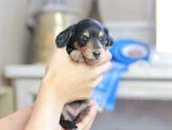 Kaninchen_Dachshund_2496