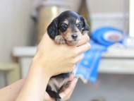 Kaninchen_Dachshund_2499