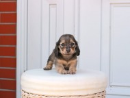 Kaninchen_Dachshund_2501