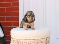 Kaninchen_Dachshund_2505