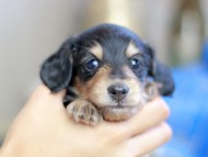 Kaninchen_Dachshund_2508