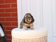 Kaninchen_Dachshund_2508 Kaninchen_Dachshund_2508