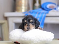 Kaninchen_Dachshund_2510