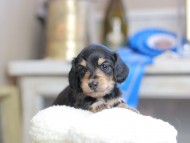 Kaninchen_Dachshund_2514