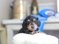 Kaninchen_Dachshund_2516