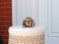 Kaninchen_Dachshund_2519