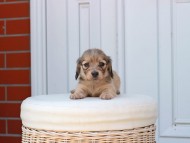 Kaninchen_Dachshund_2523