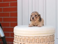 Kaninchen_Dachshund_2527