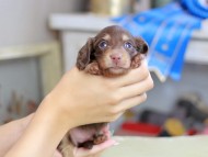 Kaninchen_Dachshund_2535