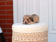 Kaninchen_Dachshund_2538