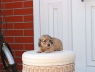 Kaninchen_Dachshund_2545