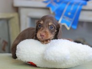 Kaninchen_Dachshund_2548