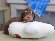 Kaninchen_Dachshund_2549