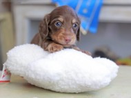 Kaninchen_Dachshund_2550