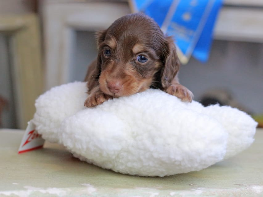 カニンヘンダックスフンド ジェシー&スルガの子犬 チョコイエロー(チョコクリーム) 男の子Kaninchen_Dachshund_2553 カニンヘンダックスフンド ジェシー&スルガの子犬 チョコイエロー(チョコクリーム) 男の子