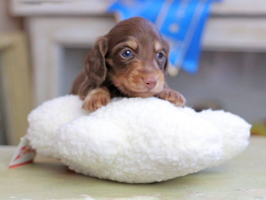カニンヘンダックスフンド ジェシー&スルガの子犬 チョコイエロー(チョコクリーム) 男の子Kaninchen_Dachshund_2556 カニンヘンダックスフンド ジェシー&スルガの子犬 チョコイエロー(チョコクリーム) 男の子