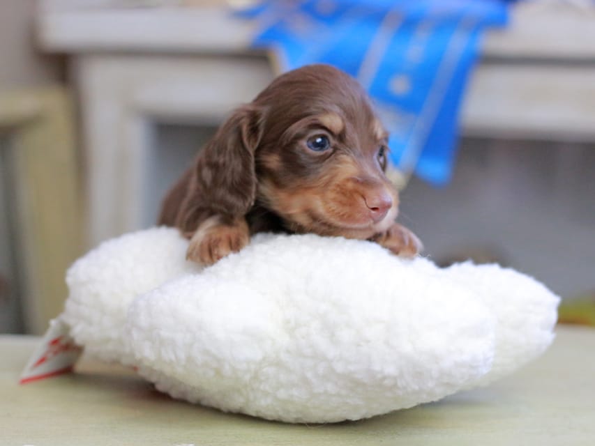 カニンヘンダックスフンド ジェシー&スルガの子犬 チョコイエロー(チョコクリーム) 男の子Kaninchen_Dachshund_2557 カニンヘンダックスフンド ジェシー&スルガの子犬 チョコイエロー(チョコクリーム) 男の子