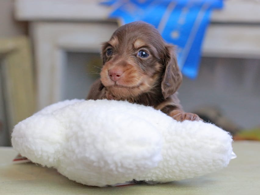 カニンヘンダックスフンド ジェシー&スルガの子犬 チョコイエロー(チョコクリーム) 男の子Kaninchen_Dachshund_2563 カニンヘンダックスフンド ジェシー&スルガの子犬 チョコイエロー(チョコクリーム) 男の子