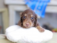 Kaninchen_Dachshund_2566