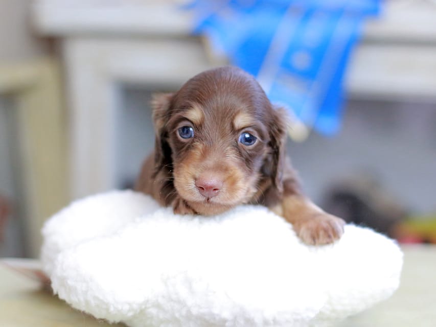 カニンヘンダックスフンド ジェシー&スルガの子犬 チョコイエロー(チョコクリーム) 男の子Kaninchen_Dachshund_2566 カニンヘンダックスフンド ジェシー&スルガの子犬 チョコイエロー(チョコクリーム) 男の子