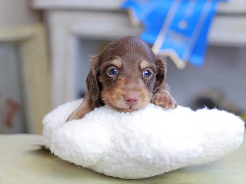 カニンヘンダックスフンド ジェシー&スルガの子犬 チョコイエロー(チョコクリーム) 男の子Kaninchen_Dachshund_2569 カニンヘンダックスフンド ジェシー&スルガの子犬 チョコイエロー(チョコクリーム) 男の子