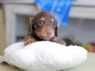 Kaninchen_Dachshund_2573