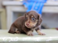Kaninchen_Dachshund_2579 Kaninchen_Dachshund_2579