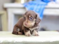 Kaninchen_Dachshund_2582 Kaninchen_Dachshund_2582