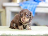 Kaninchen_Dachshund_2583 Kaninchen_Dachshund_2583