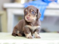 Kaninchen_Dachshund_2589 Kaninchen_Dachshund_2589
