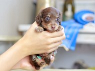 Kaninchen_Dachshund_2594 Kaninchen_Dachshund_2594
