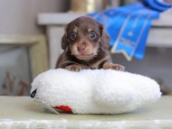 Kaninchen_Dachshund_2598 Kaninchen_Dachshund_2598