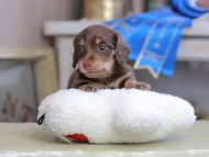 Kaninchen_Dachshund_2599 Kaninchen_Dachshund_2599