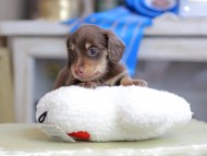 Kaninchen_Dachshund_2601 Kaninchen_Dachshund_2601