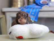 Kaninchen_Dachshund_2603 Kaninchen_Dachshund_2603