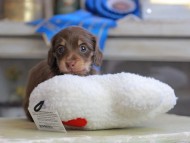 Kaninchen_Dachshund_2606 Kaninchen_Dachshund_2606