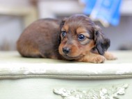 Kaninchen_Dachshund_2609