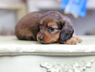 Kaninchen_Dachshund_2611