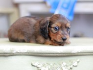 Kaninchen_Dachshund_2612
