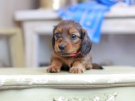 Kaninchen_Dachshund_2618 Kaninchen_Dachshund_2618