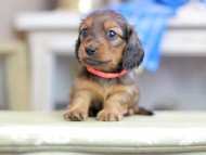 Kaninchen_Dachshund_2624