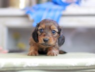 Kaninchen_Dachshund_2627